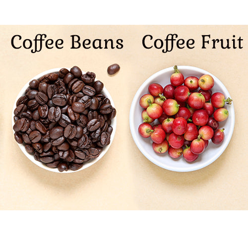 What is Coffee Fruit
